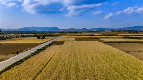 河南麦收新图景丨禹州麦田里的五彩版画-大河网