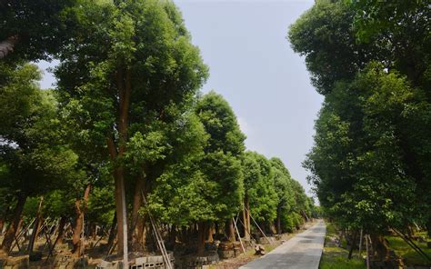 苗圃经营-青岛零零一园林绿化工程有限公司