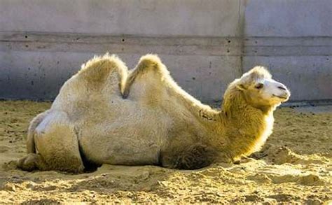 别再说瘦死的骆驼比马大了，来看看世界最大的马，骆驼比它小一号
