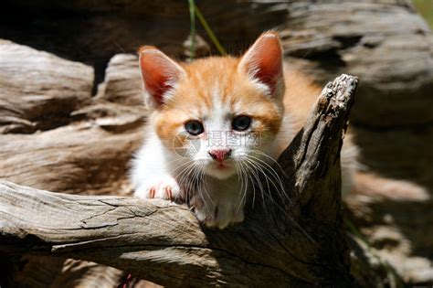 蹲在树上的可爱猫咪高清图片下载-正版图片307545021-摄图网