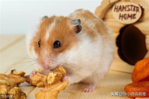 小仓鼠吃什么食物 - 宠物宝典 - 天晴资讯网