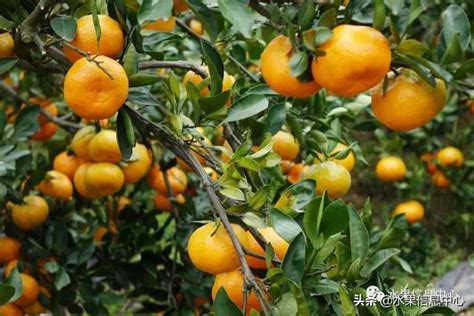 丹棱再添拥有自主知识产权的柑橘新品种_四川在线