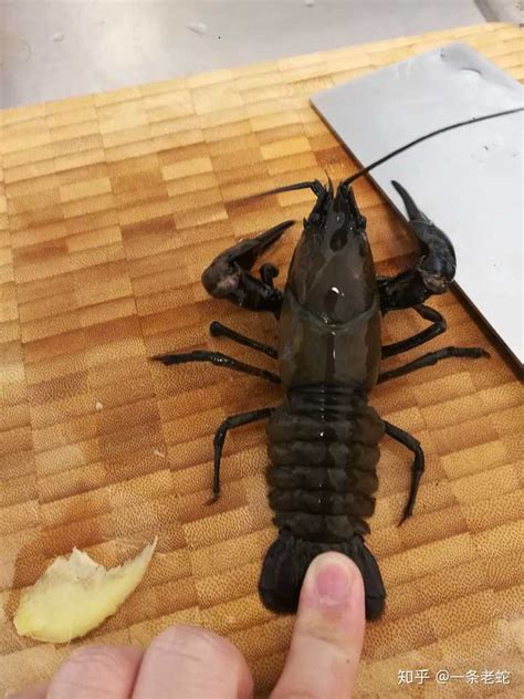 世界上最大的龙虾，它的大钳子能够直接剪断人的手臂，太恐怖了！|龙虾|夏普|钳子_新浪新闻