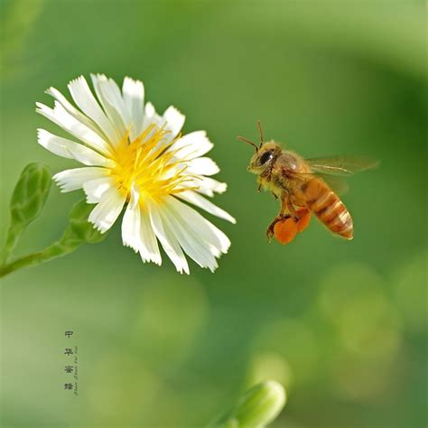 【蜜蜂摄影图片】生态摄影_太平洋电脑网摄影部落