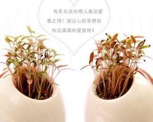爱情草图片