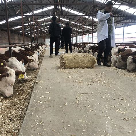 六之七个月西门塔尔小牛 全国发货 市场价格 吉林四平 福成五丰-食品商务网