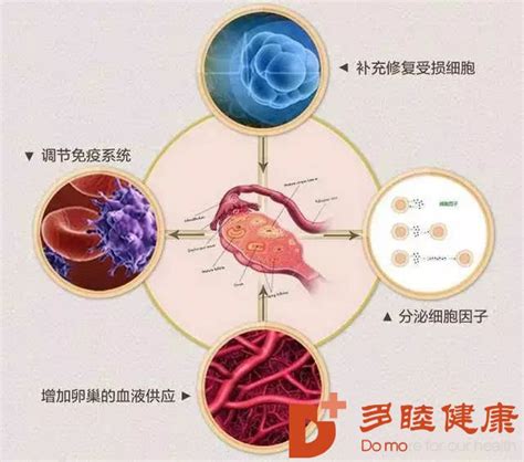 干细胞移植治疗卵巢早衰：恢复卵巢功能，逆转更年期-杭吉干细胞科技