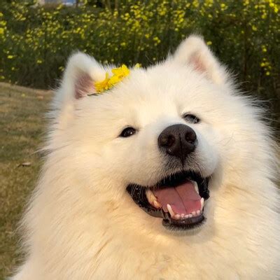 非主流头像仔仔狗狗