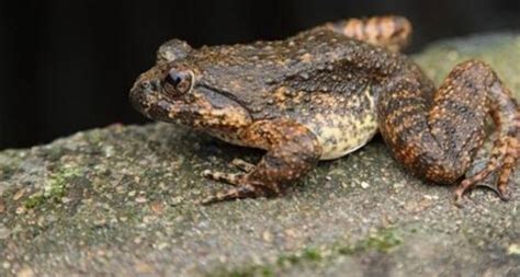 沼水蛙-罗浮山野生动植物-图片