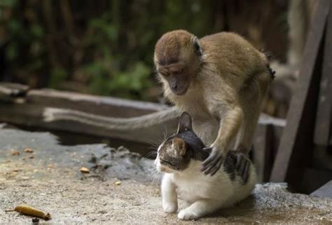 猫猴子图片