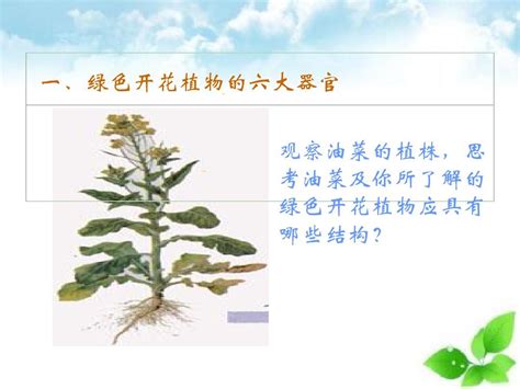 植物的种类有哪些 八大类别植物全解析_百科知识_学堂_齐家网