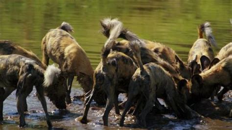 20只野狗水塘中分食猎物，场面壮观_高清1080P在线观看平台_腾讯视频