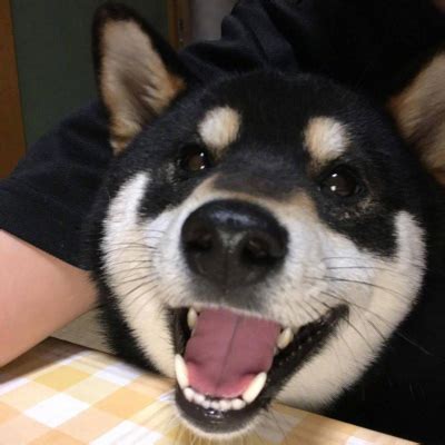 二哈头像图片大全 - 头像图片 - 潮人个性网