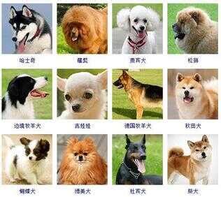 世界名犬图鉴。像一个百科图鉴，都太可爱了