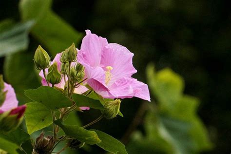 芙蓉花的花语和寓意(有什么象征寓意)-花卉百科-绿宝园林网