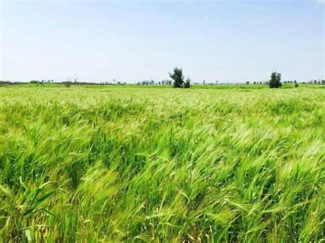 大麦适合东北地区种植吗-花海建设-长景园林网