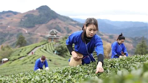 三江早春茶开采 为中国叫醒春天 ——广西三江侗族自治县举办早春茶开采节|界面新闻