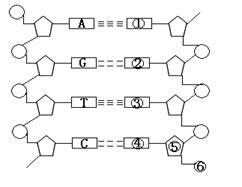 dna 分子的结构背景图片免费下载-千库网