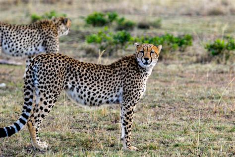 非洲小猎豹跳上车前盖温情抚摸游客 - 域外文明 - 东南网