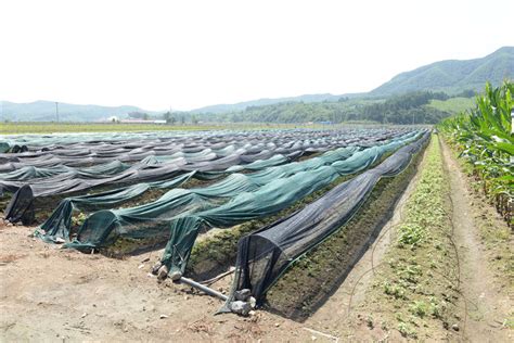 惠美花境育苗基地智能变频恒压供水系统项目 - 四川优沃灌溉设备有限公司
