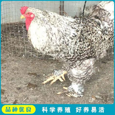 婆罗门鸡蛋纯种巨型种蛋可孵化 正宗梵天鸡受精蛋 宠物观赏鸡活苗-淘宝网