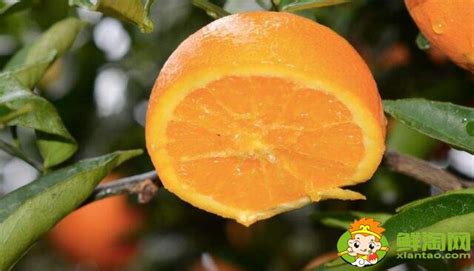 一天吃几个橘子最好 一天吃橘子的数量_知秀网