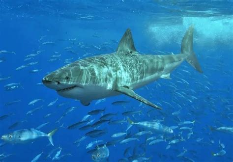 百万网红烹煮鲨鱼惹争议，被指认为濒危大白鲨，大口啃咬引发热议__财经头条