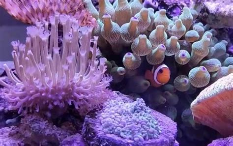 海葵触手硬珊瑚细节高清图片下载-正版图片505190886-摄图网