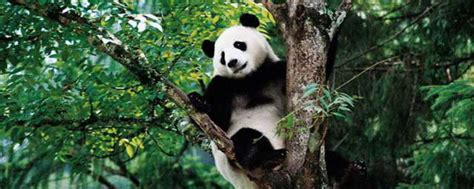大熊猫的外貌-大熊猫的外貌描写三年级300字-酷派宠物网
