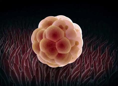 一代试管可以选择质量好的优质胚胎进行移植吗？_家庭医生在线