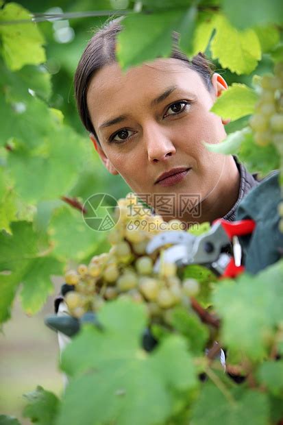 美丽的女孩在葡萄园里拿着一串绿葡萄高清图片下载-正版图片504313176-摄图网