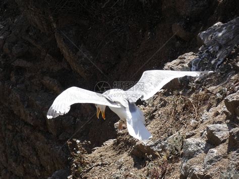 海鸥在悬崖的岩石上准备飞走高清图片下载-正版图片503797090-摄图网