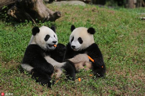 为“国宝”取名 都江堰4只大熊猫宝宝面向全球征名_重点推荐_哈尔滨网络广播电视