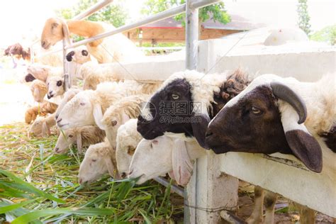 羊在农场泰国高清图片下载-正版图片504134569-摄图网
