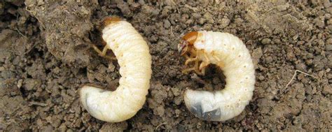 地蚕的危害与防治，地蚕是什么的幼虫-农百科