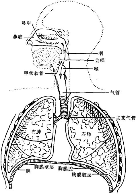 呼吸系统图图片
