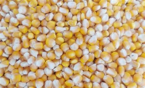 种植玉米选种子，大粒玉米好还是小粒玉米好？听听种植户怎么说|玉米|谷物|产量_新浪新闻
