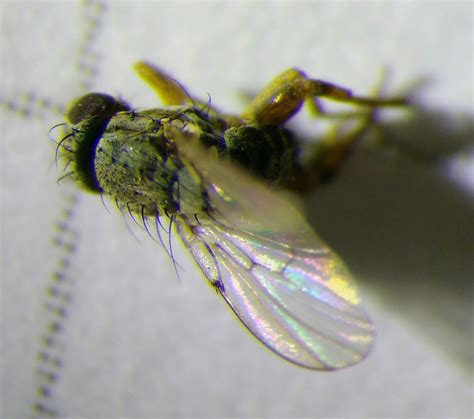 Diptera.info - Discussion Forum: Odinia boletina