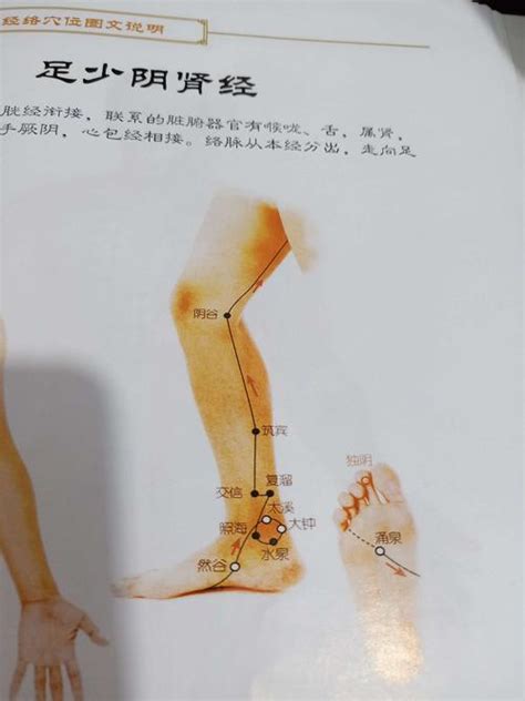 肾经的准确位置图图片