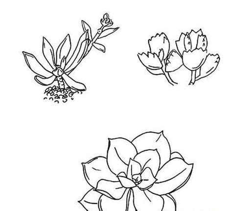 12种植物简笔画 12种植物简笔画图片 | 抖兔教育