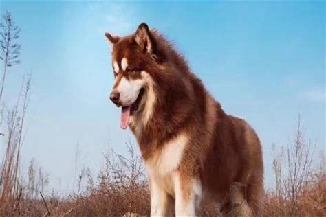 阿拉斯加专业训练-宠物 训练狗上学就到上海爱家训犬学校环境优美场地大有规模宠物培训训狗价格实惠有保障