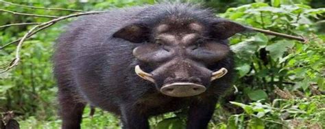 野猪是国家几级保护动物-趣百科