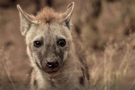 中少科普资源库——非洲野生动物——斑鬣狗