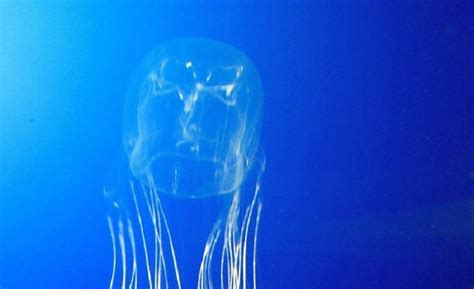 十大剧毒水母，世界上最恐怖的十种水母