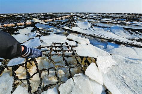 超一万平方公里！渤海和黄海北部海域海冰发展迅速 - 封面新闻