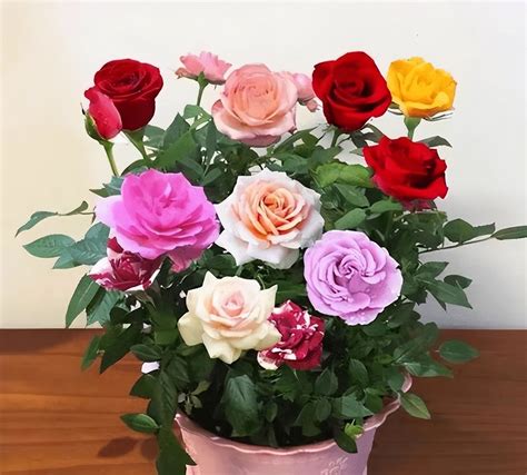 玫瑰花有多少种颜色？你知道这22种颜色的玫瑰代表什么含义吗？ - 知乎