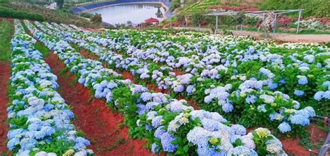 灵草植物园林1000&#215;666666&#215;30图片