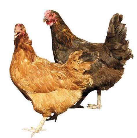 科学网—鸡年话鸡：鸡的起源、驯化与多样性展 - 刘光裕的博文