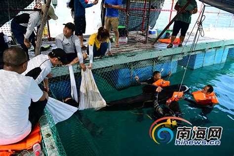 世界海洋日 | 三亚领航鲸救援进行时：80多位潜水志愿者报名 治疗仍在继续-新闻中心-南海网
