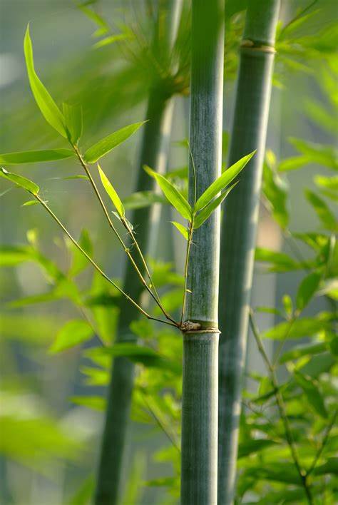 赣州竹林公司 - 华劲集团